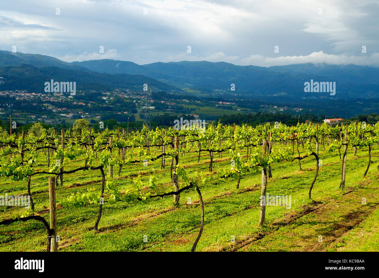 Weinberge in Amares. Braga, Portugal Stockfoto