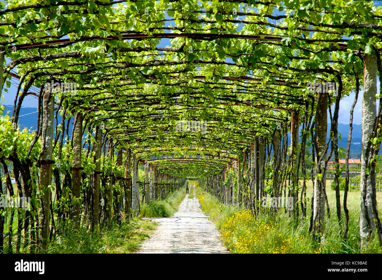 Minho Weinberge. Monção, Portugal Stockfoto