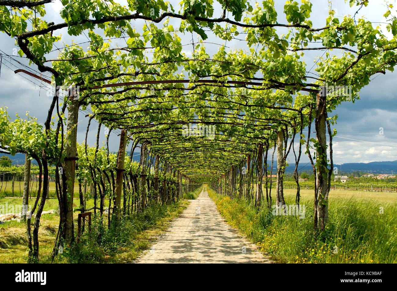 Minho Weinberge. Monção, Portugal Stockfoto