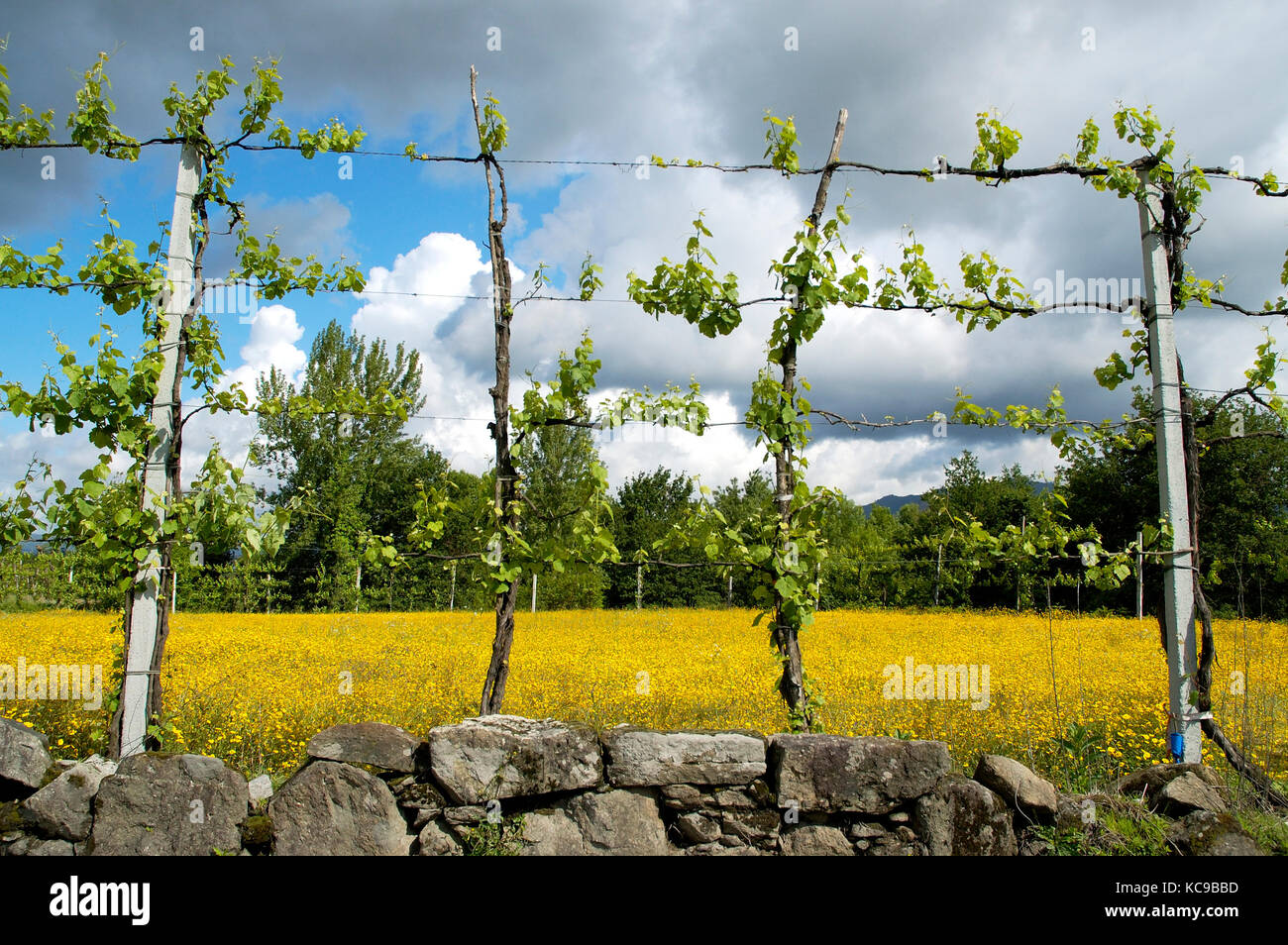 Weinberge in Amares. Braga, Portugal Stockfoto
