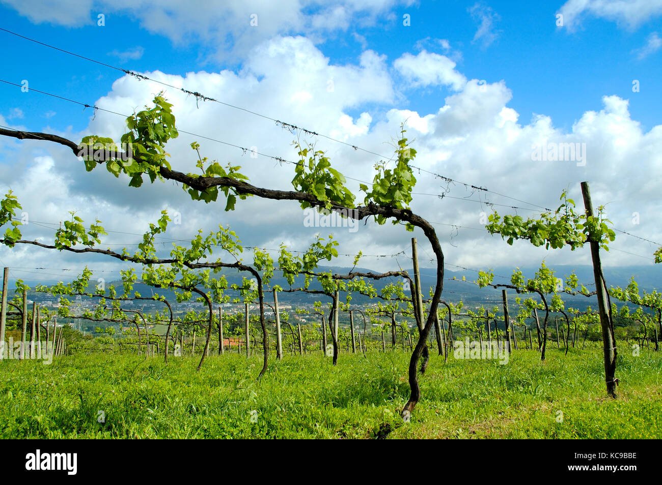 Weinberge in Amares. Braga, Portugal Stockfoto