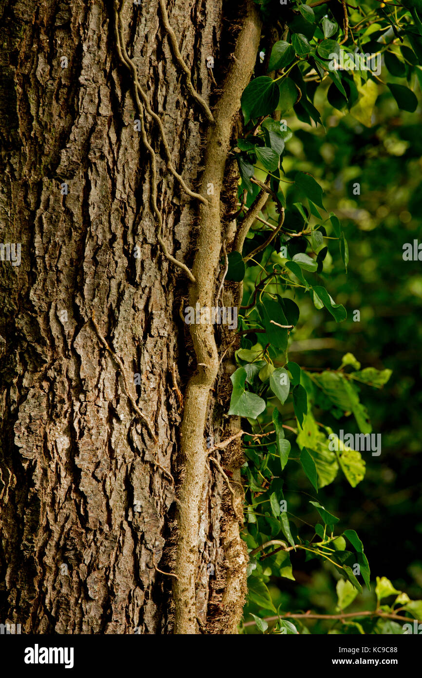 Erle mit Efeu Stockfoto