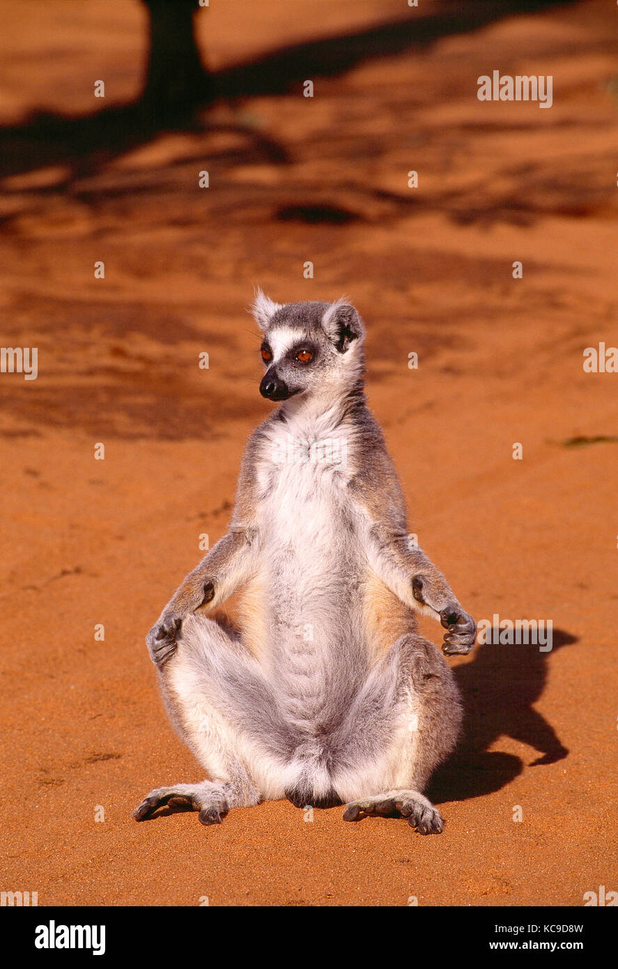 Madagaskar. Berenty finden. Tierwelt. Ring-tailed Lemur. Stockfoto