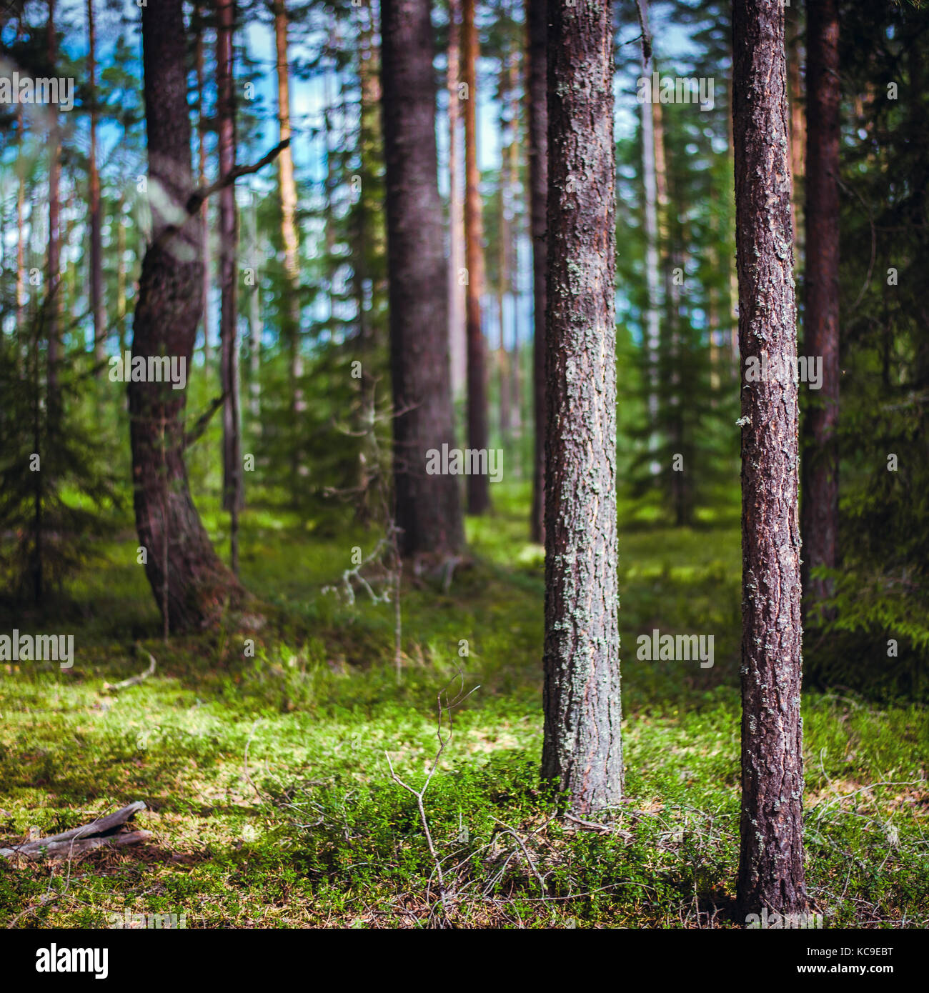 Wald. Ökologie panorama Stockfoto