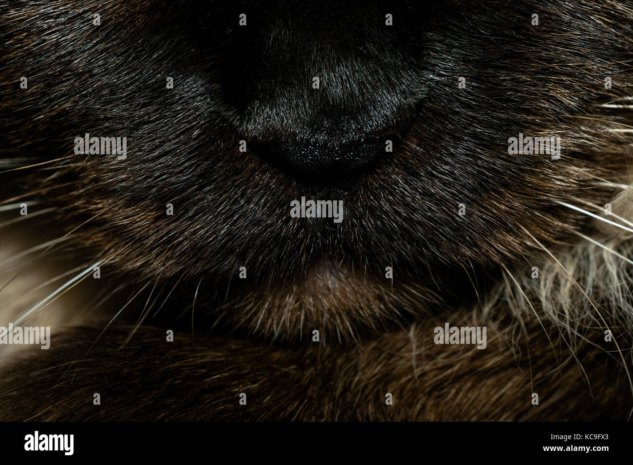 Extreme close-up von Nase und schnurrhaare von birman cat Stockfoto