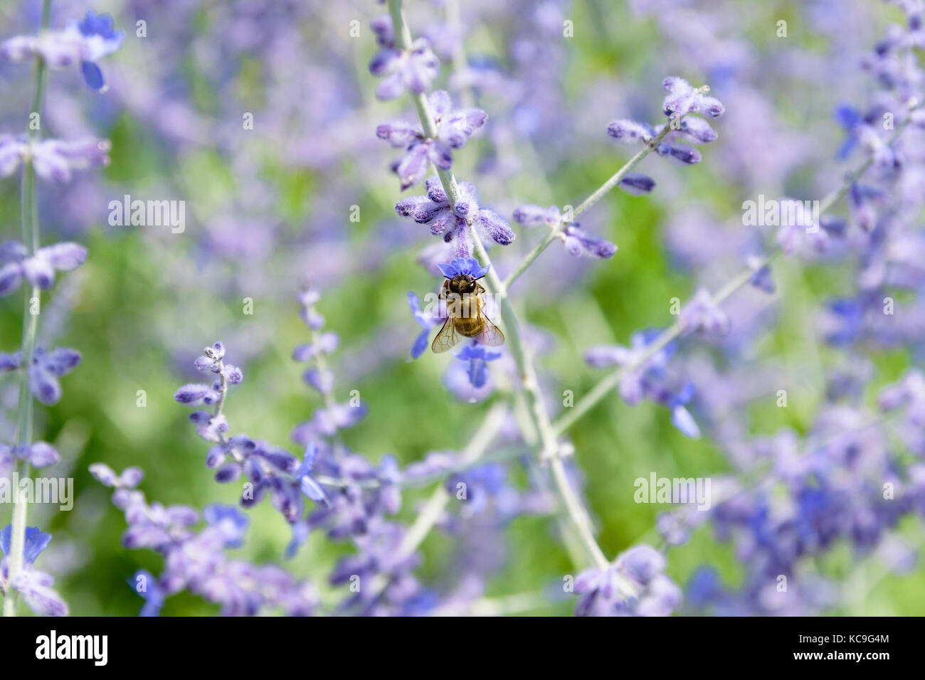 Russische Blumen Stockfotos und bilder Kaufen Alamy