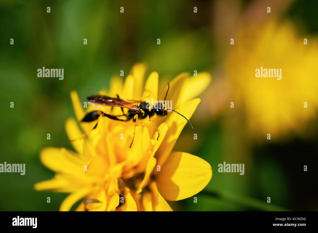 Close-up von Schlamm dauber Wasp oder sceliphron caementarium auf gelben Nelke Stockfoto
