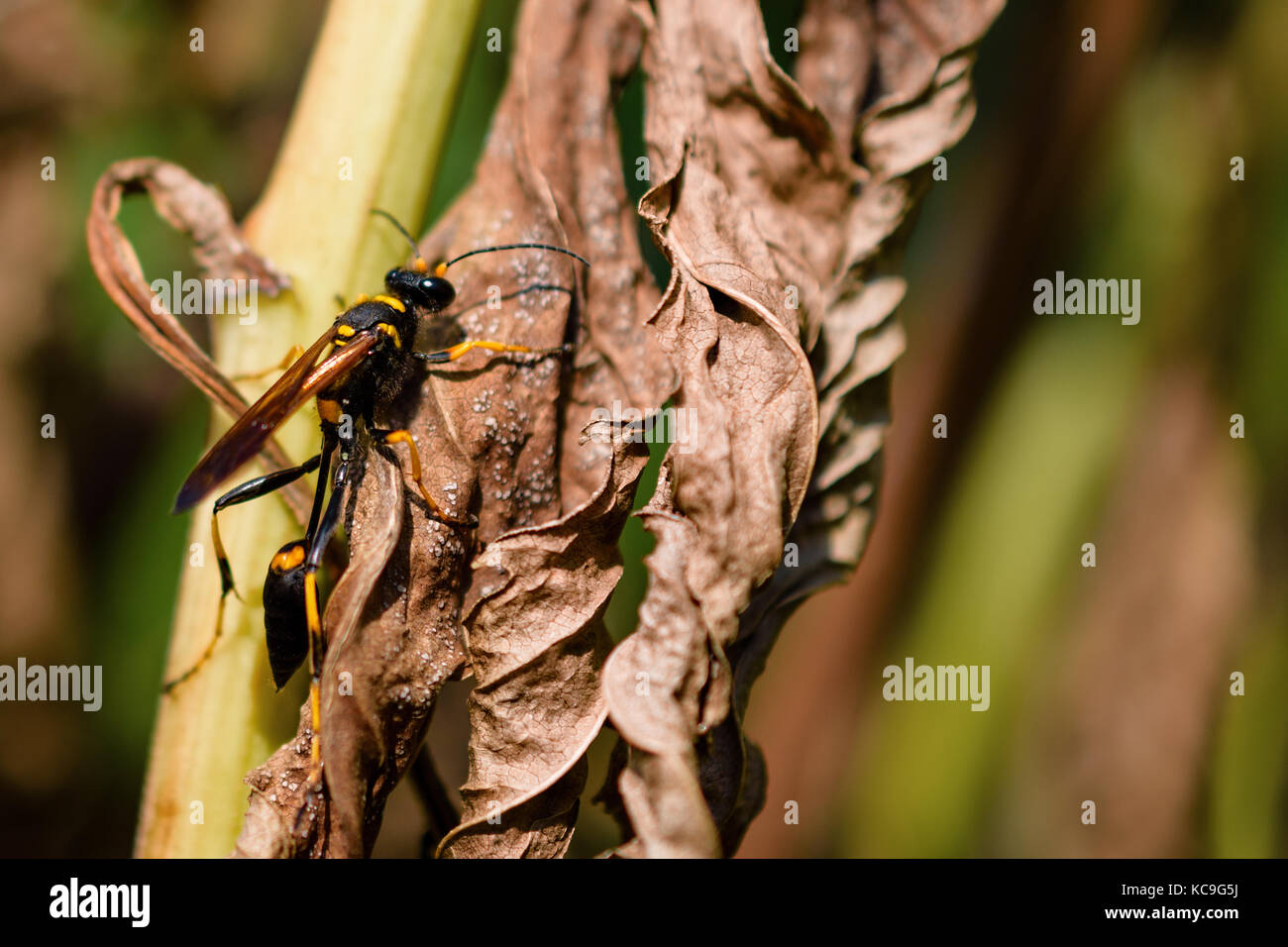 Close-up von Schlamm dauber Wasp oder sceliphron caementarium auf Blatt getrocknet Stockfoto