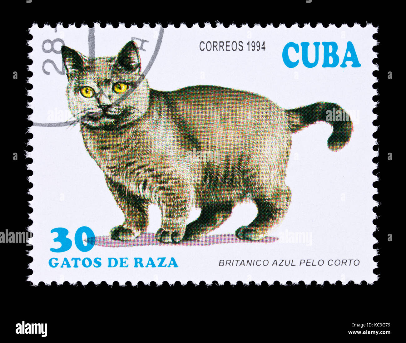 Briefmarke aus Kuba zeigt eine blaue Britisch Kurzhaar Rasse der domestizierten Katze. Stockfoto
