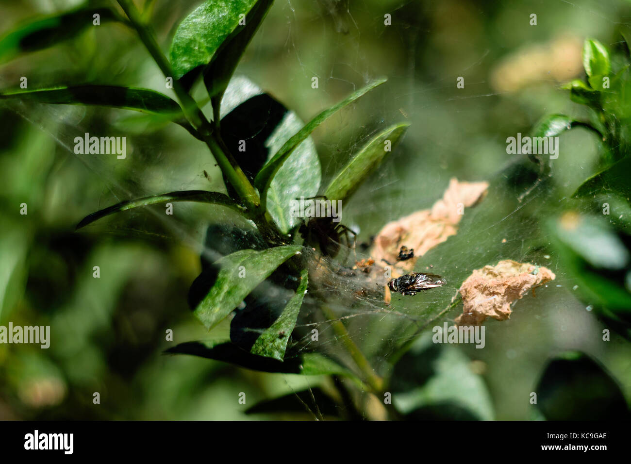 In der Nähe der Fliege im Netz der Spinne, die versteckt im Schatten ist gefangen Stockfoto