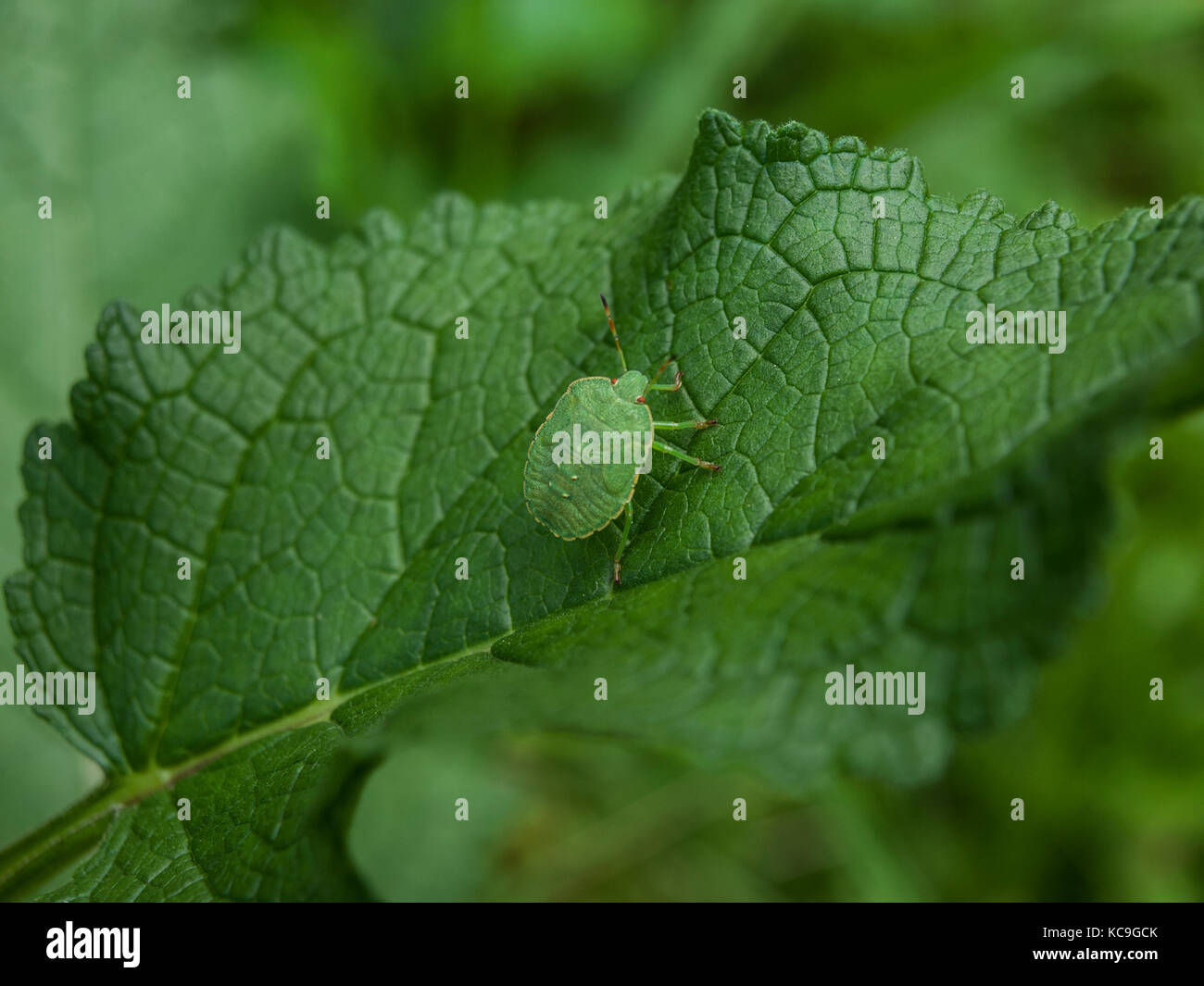 In der Nähe von Green shield Bug oder palomena Prasina auf Blatt getarnt Stockfoto