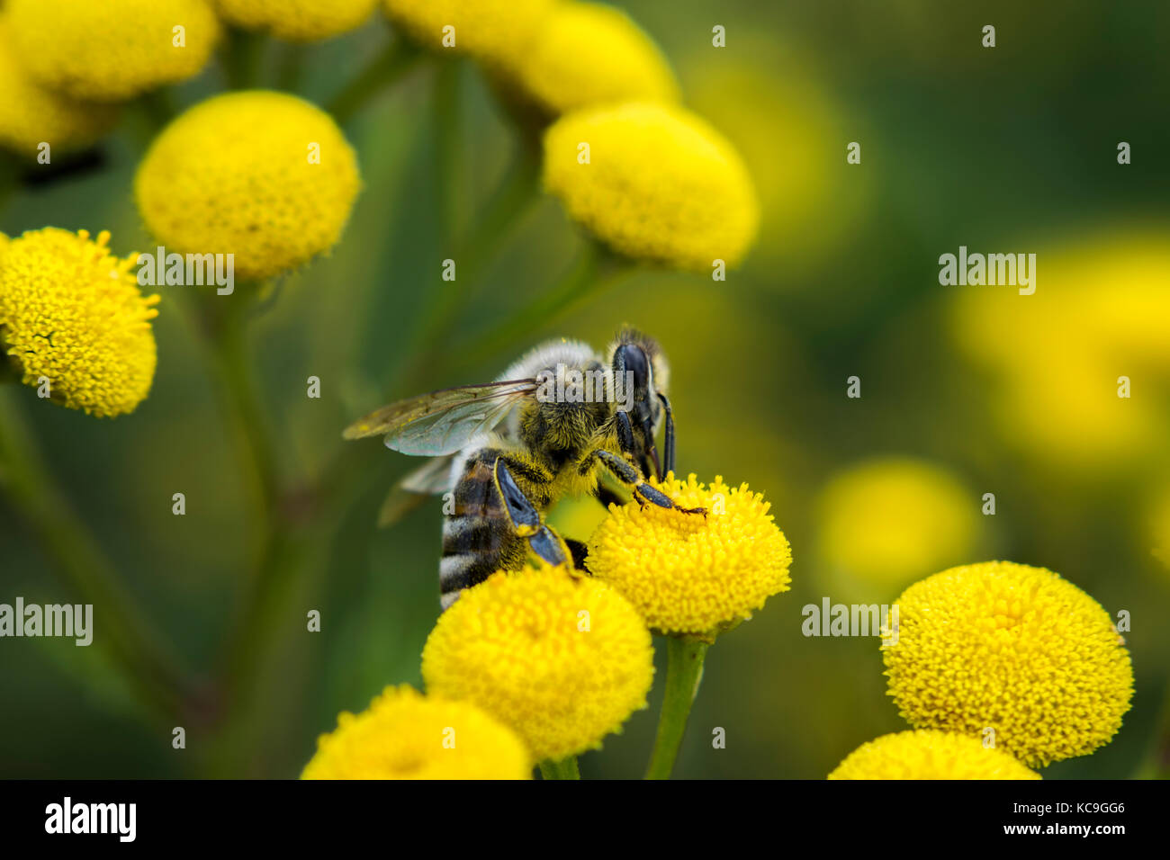 Seite winkel Sicht der Europäischen Honigbiene oder Apis mellifera sammeln Pollen von Gelbe Blume Stockfoto