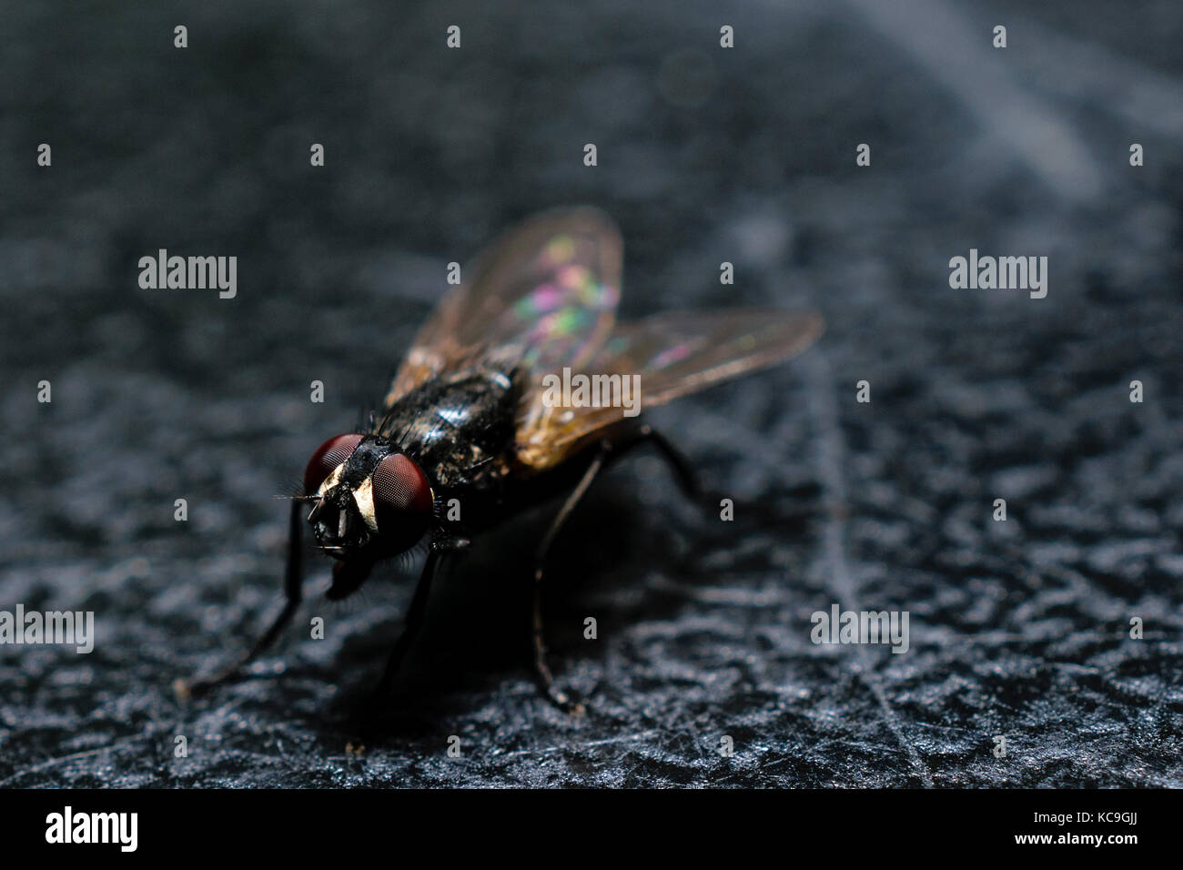 Extreme close-up von gewöhnlichen Haus Fliege auf die schwarze Oberfläche Stockfoto