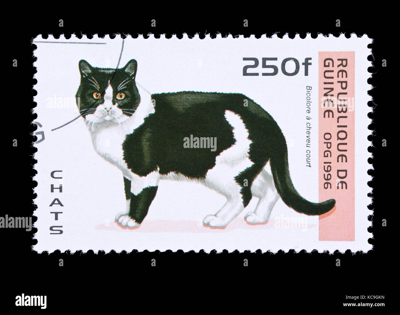 Briefmarke aus Guinea mit der Darstellung eines Schwarzen und Weißen kurzhaar Brut der Katze. Stockfoto