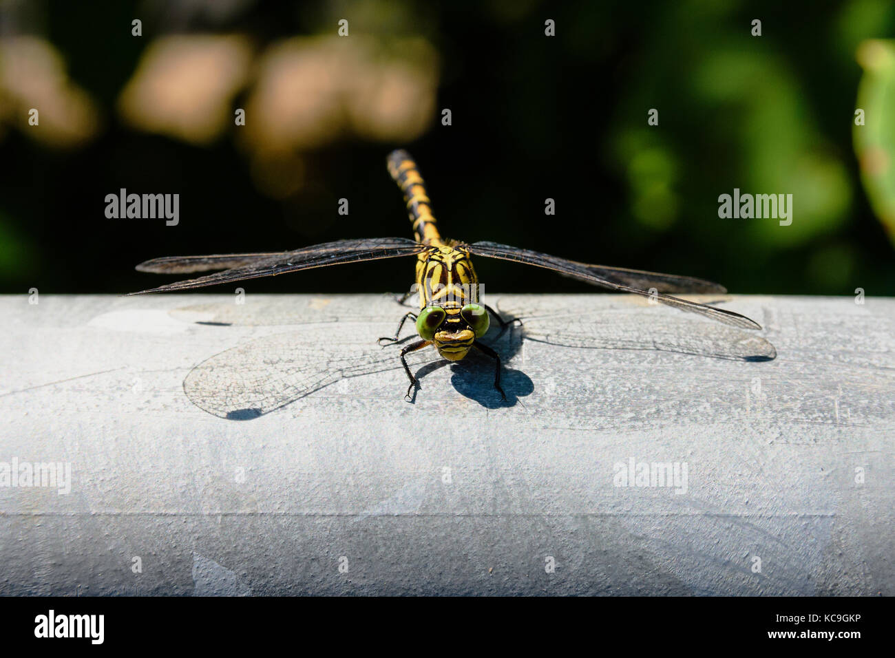 Der frontalen Close-up Gelb kleine pincertail Dragonfly oder onychogomphus forcipatus mit großen grünen Augen hocken auf Metall Rohr und Kamera Stockfoto