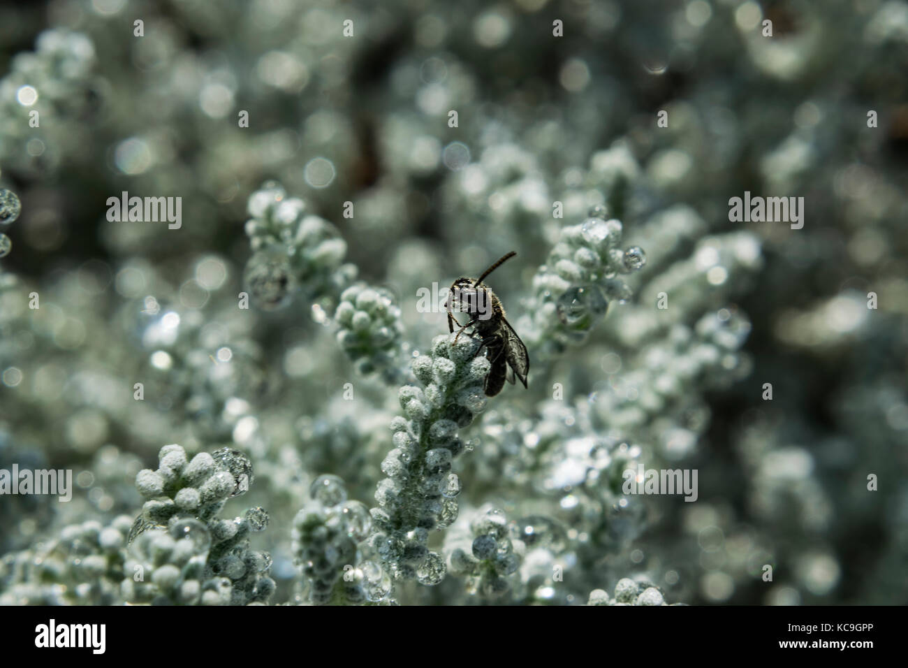 Close-up von niedlichen kleinen braunen Insekts auf und hält seine Antenne nach dem Sommer Regen Stockfoto