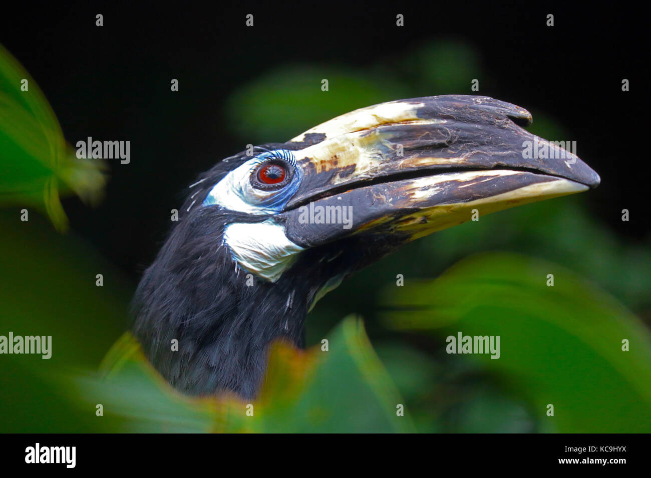 Kopf mit dem grossen Schnabel einer orientalischen Pied hornbill Vogel zwischen grünen tropischen Blättern Stockfoto