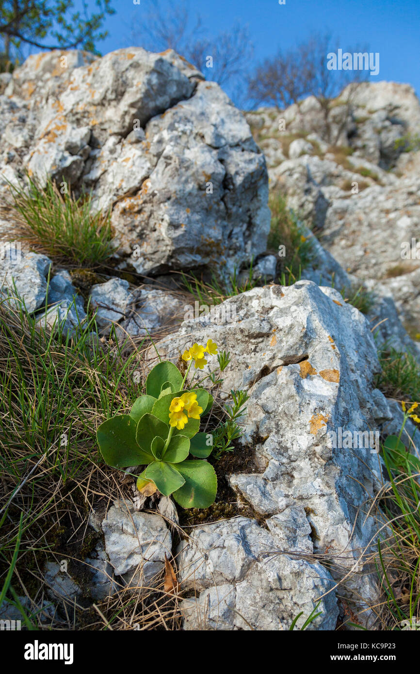 Primula Aurikel, oft als aurikel, schlüsselblume oder Bear's Ohr von der Kalnik bekannt, Kroatien Stockfoto