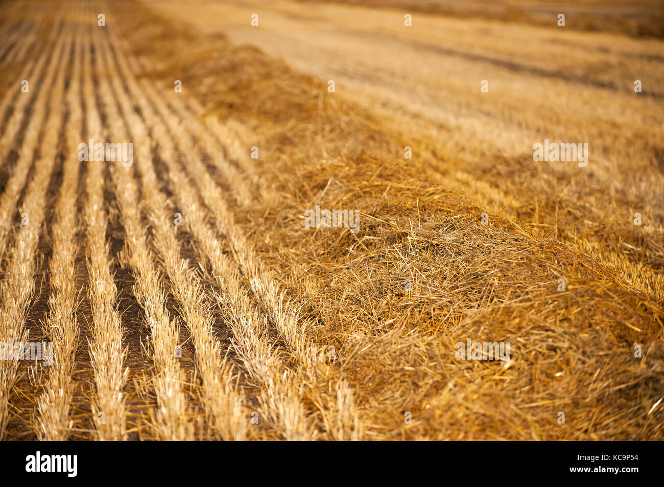 Ein frisch geernteten Weizen Feld in North Dakota Stockfoto