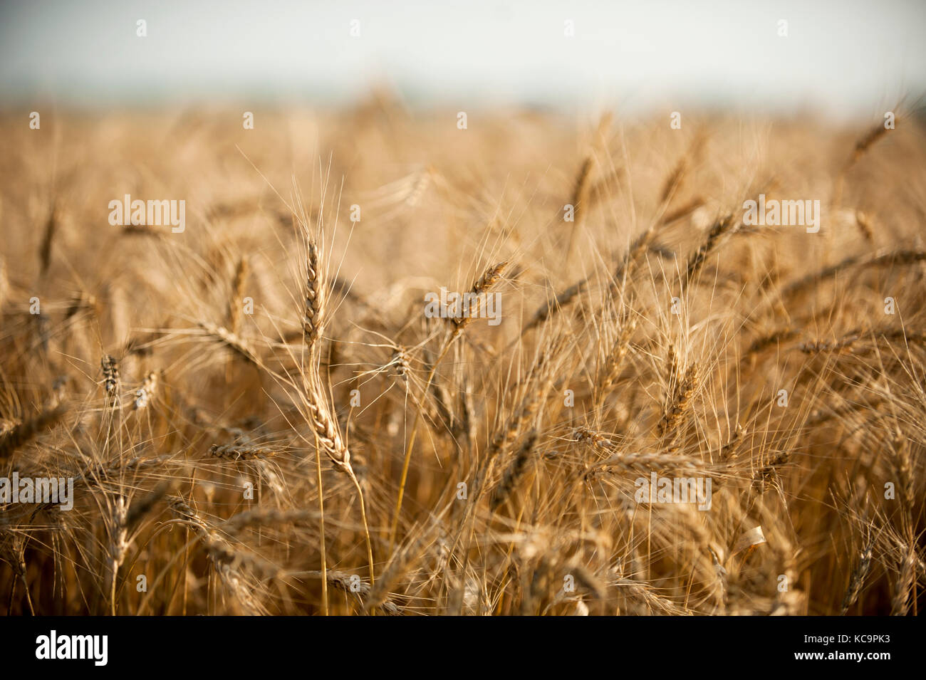 Ernte bereit, Weizen, Feld, North Dakota Stockfoto