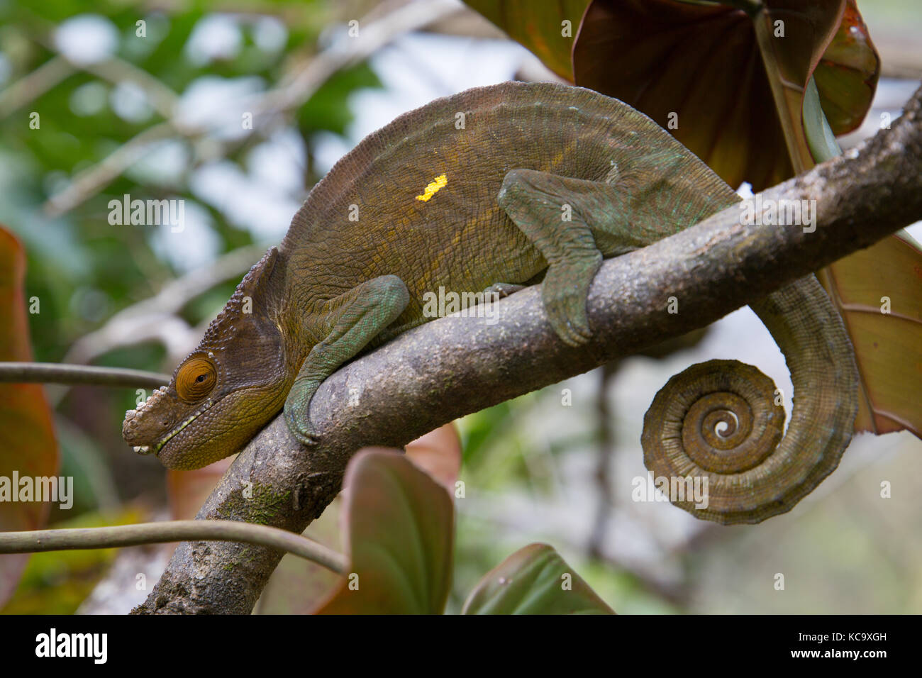 Chameleon ruht auf Ast, Madagaskar, 2017 Stockfoto