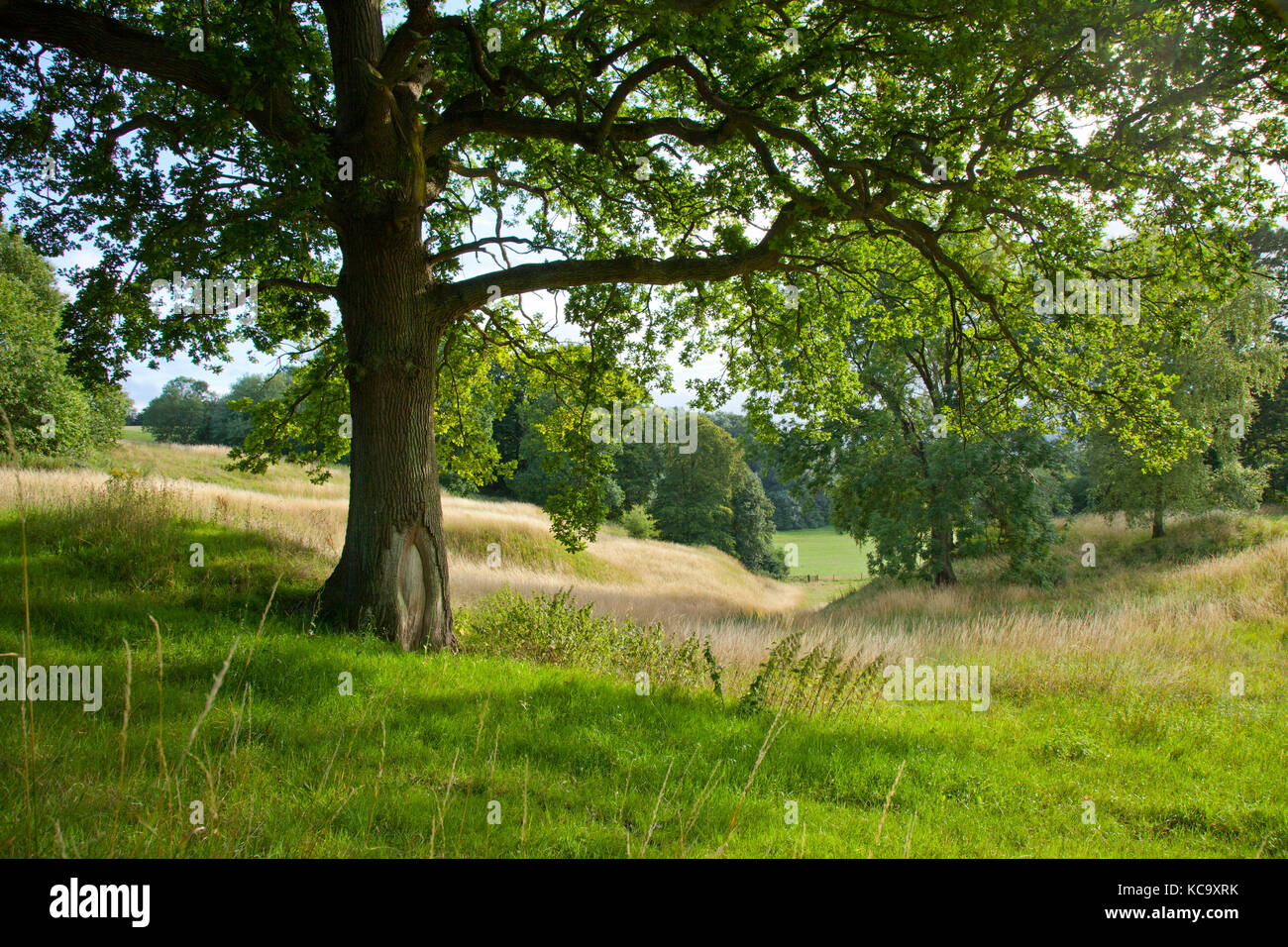 Eiche in perfektem Englisch Landschaft im Sommer, plaxtol, Kent Stockfoto