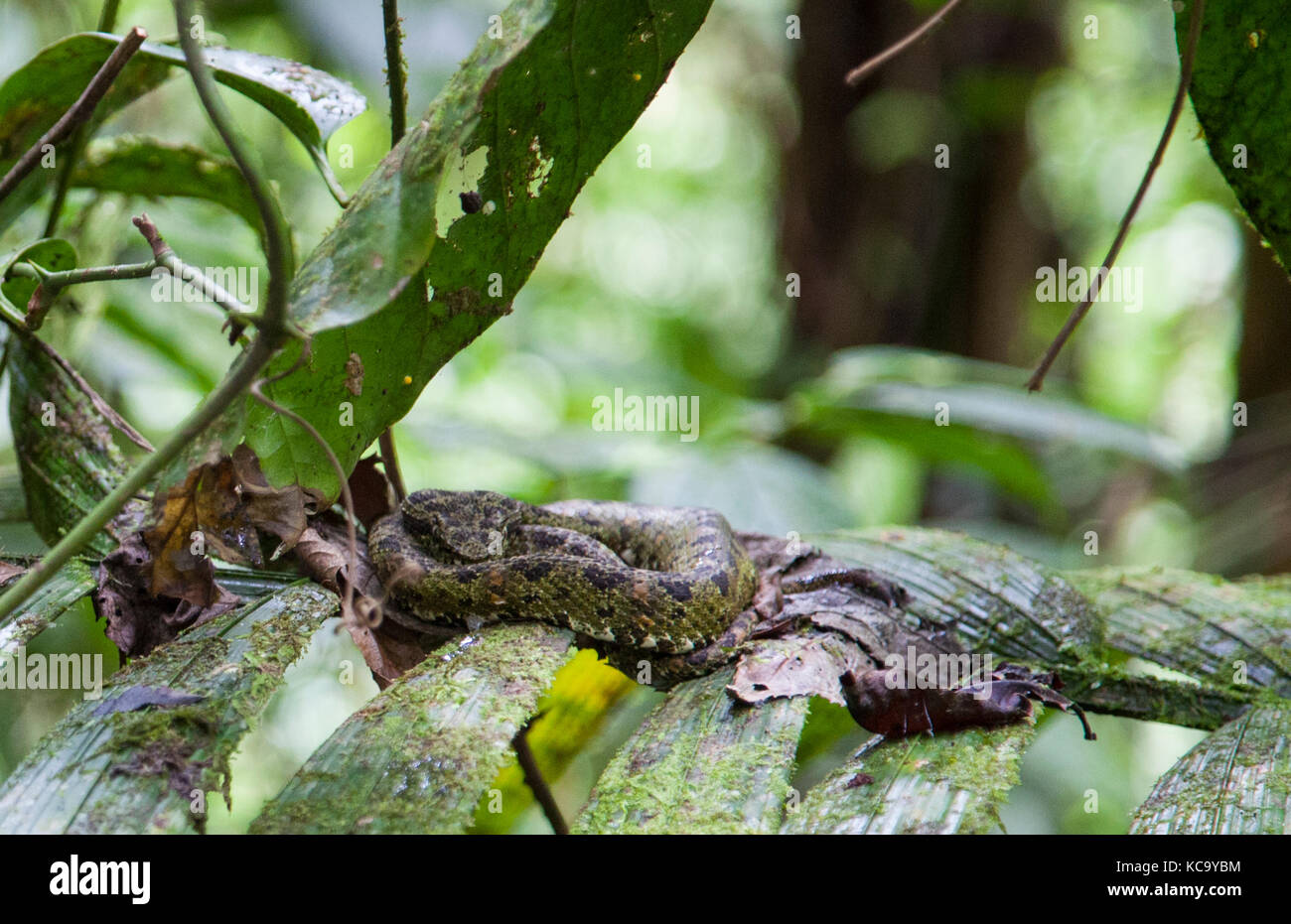 Wild Viper Schlange in Mistico Hängebrücken Park in Arenal Costa Rica Stockfoto