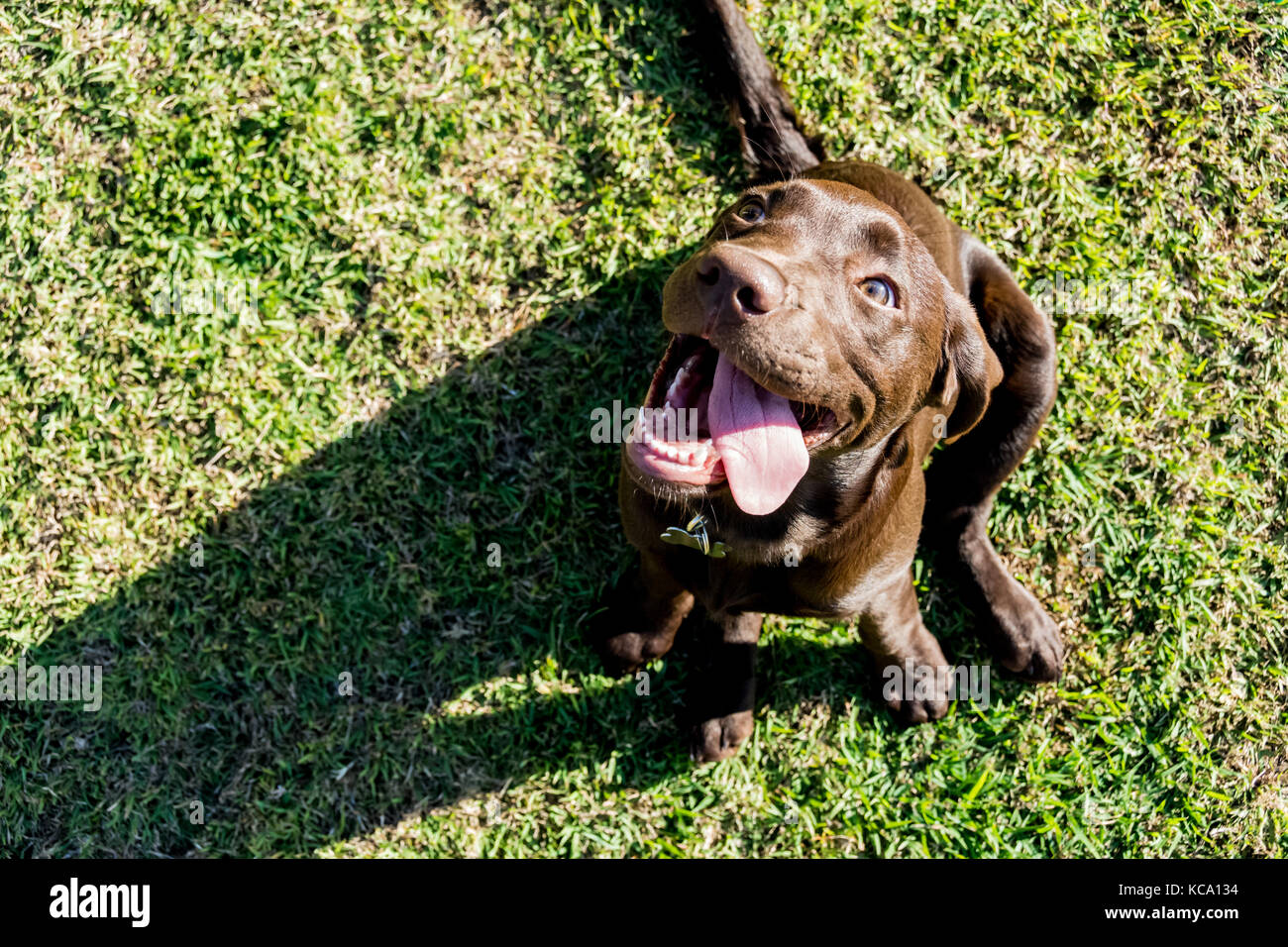 Chocolate Labrador Welpe warten zu spielen Stockfoto