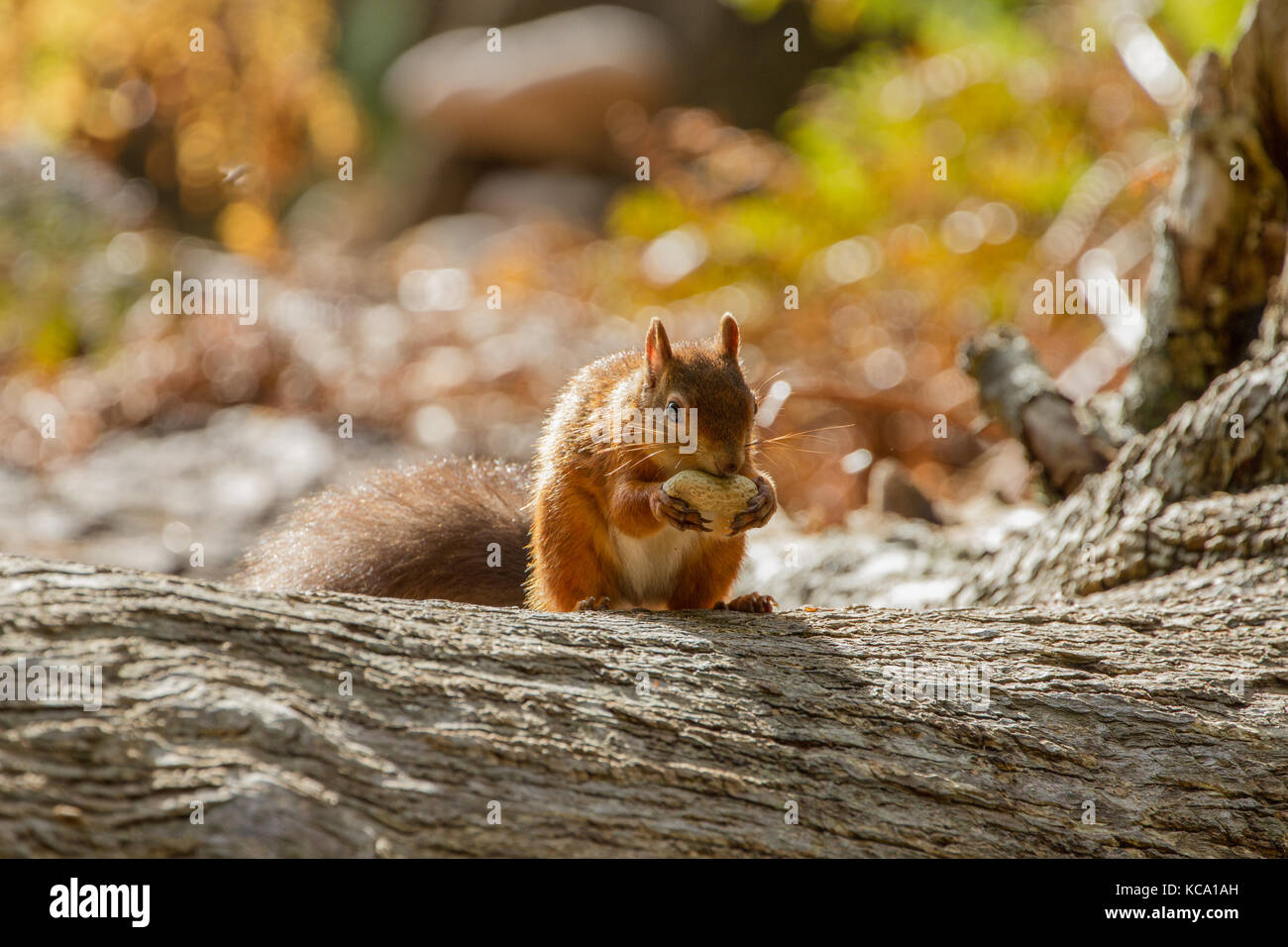 Europäisches Eichhörnchen (sciurus vulgaris) In schönen, natürlichen Umgebung, Insel Brownsea, Poole, Großbritannien Stockfoto