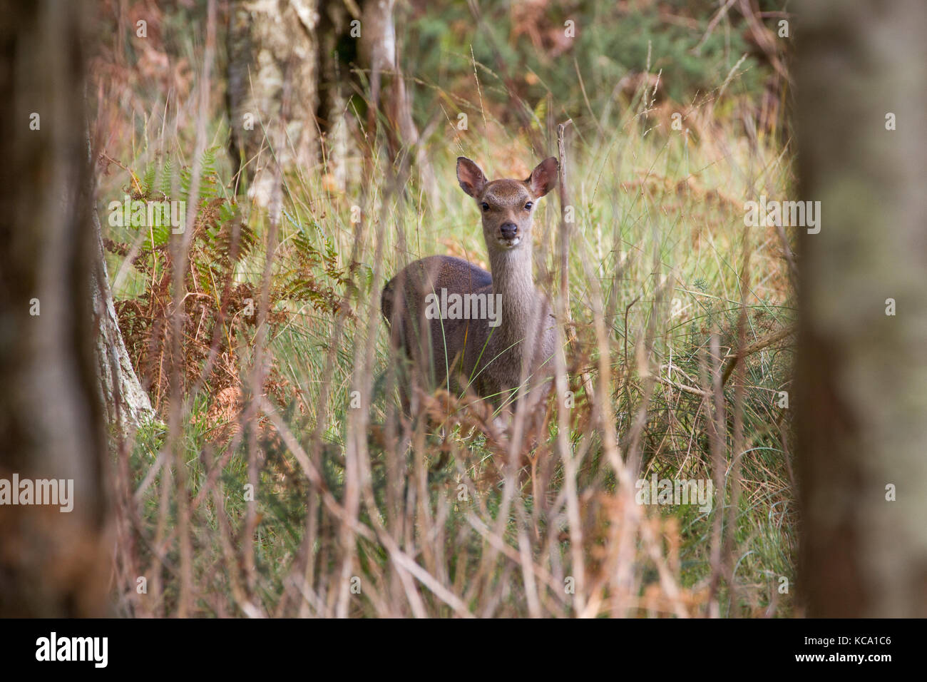 Sika Hirsche in der schönen British Herbst Wald, RSPB Arne, Dorset, Großbritannien Stockfoto