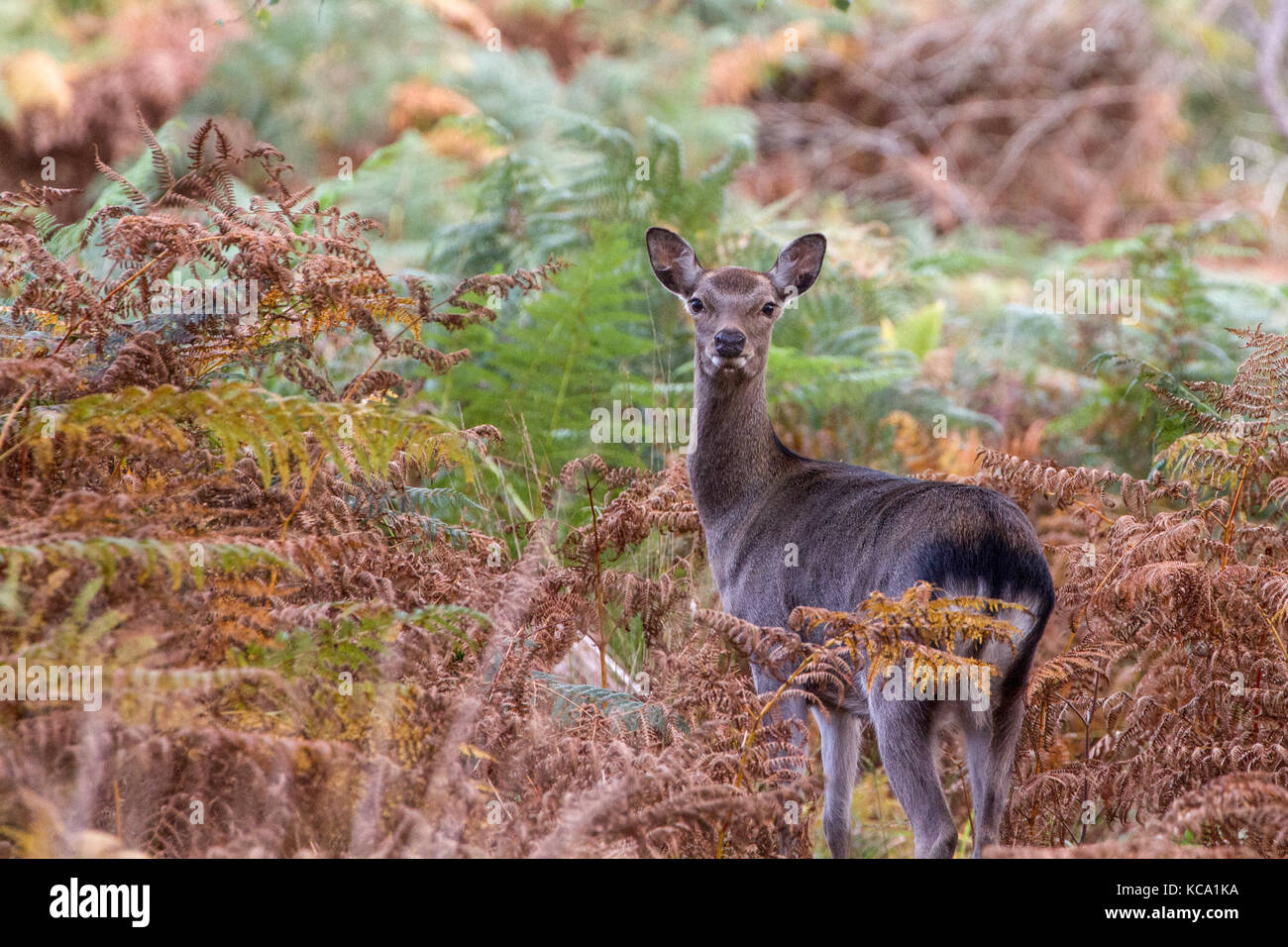 Sika Hirsche in der schönen British Herbst Wald, RSPB Arne, Dorset, Großbritannien Stockfoto