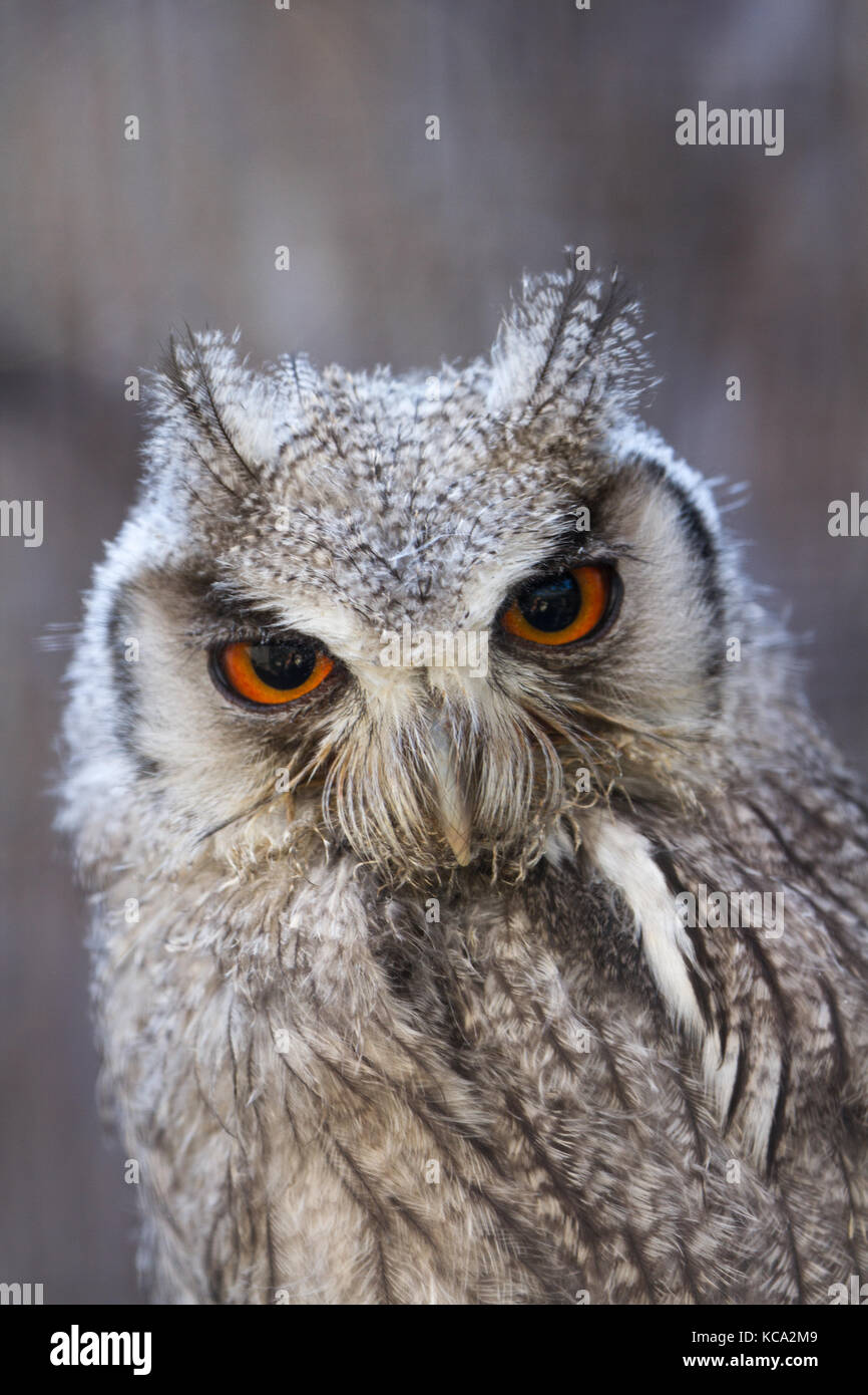 Nördlichen Weißen konfrontiert Owl (ptilopsis leucotis) an der Kamera schaut (Captive, UK) Stockfoto