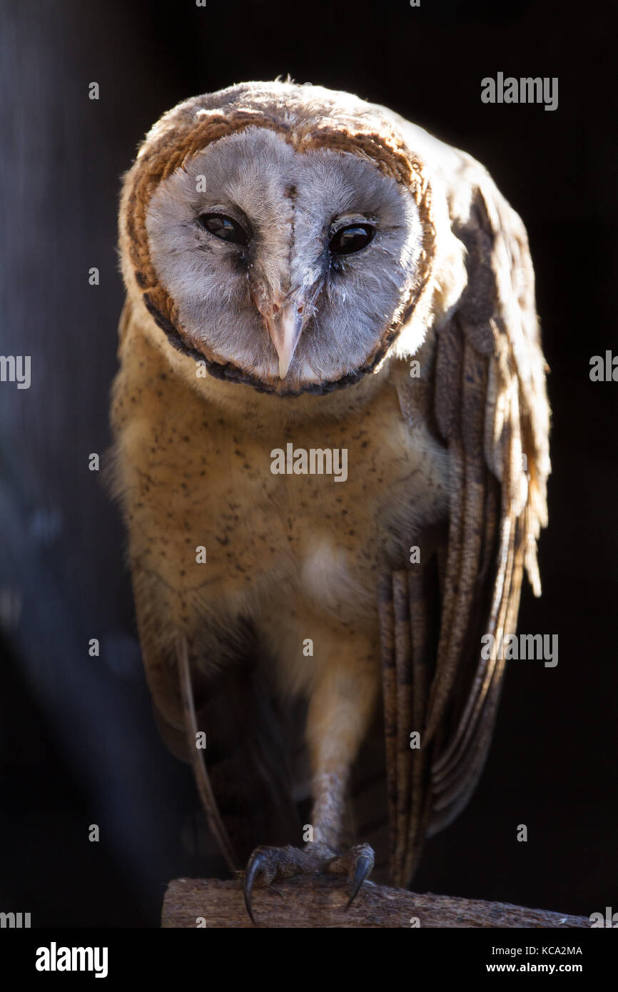 Ashy konfrontiert Owl (tyto glaucops) thront auf Kamera schaut (Captive, UK) Stockfoto