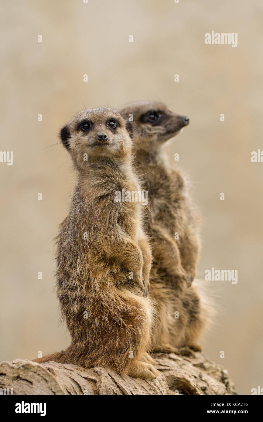 Schöne Meerkat (erdmännchen suricatta) Porträt mit sauberen Hintergrund (Captive, UK) Stockfoto