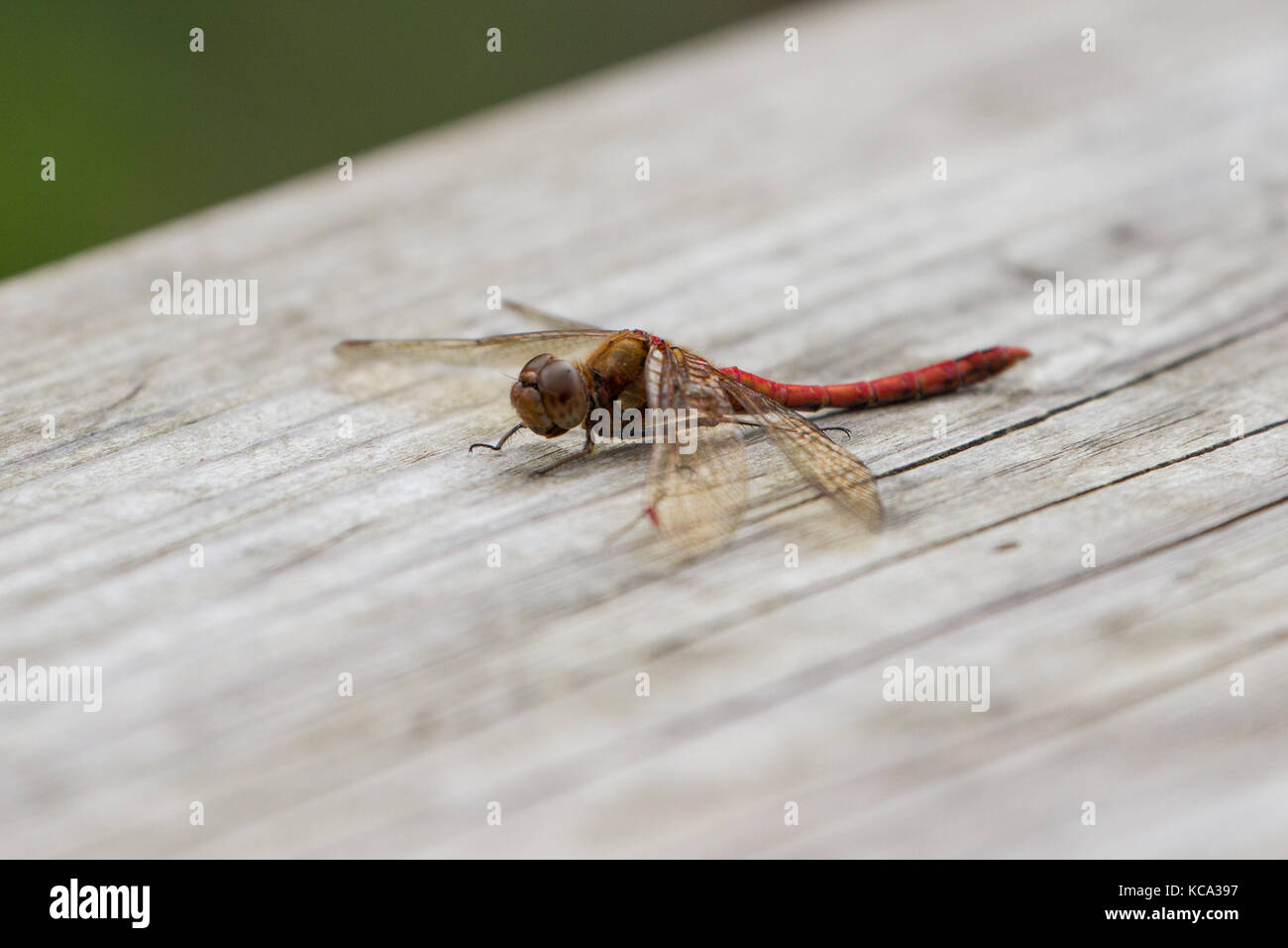 Ruddy Darter Dragonfly thront auf einer Anlage Stockfoto