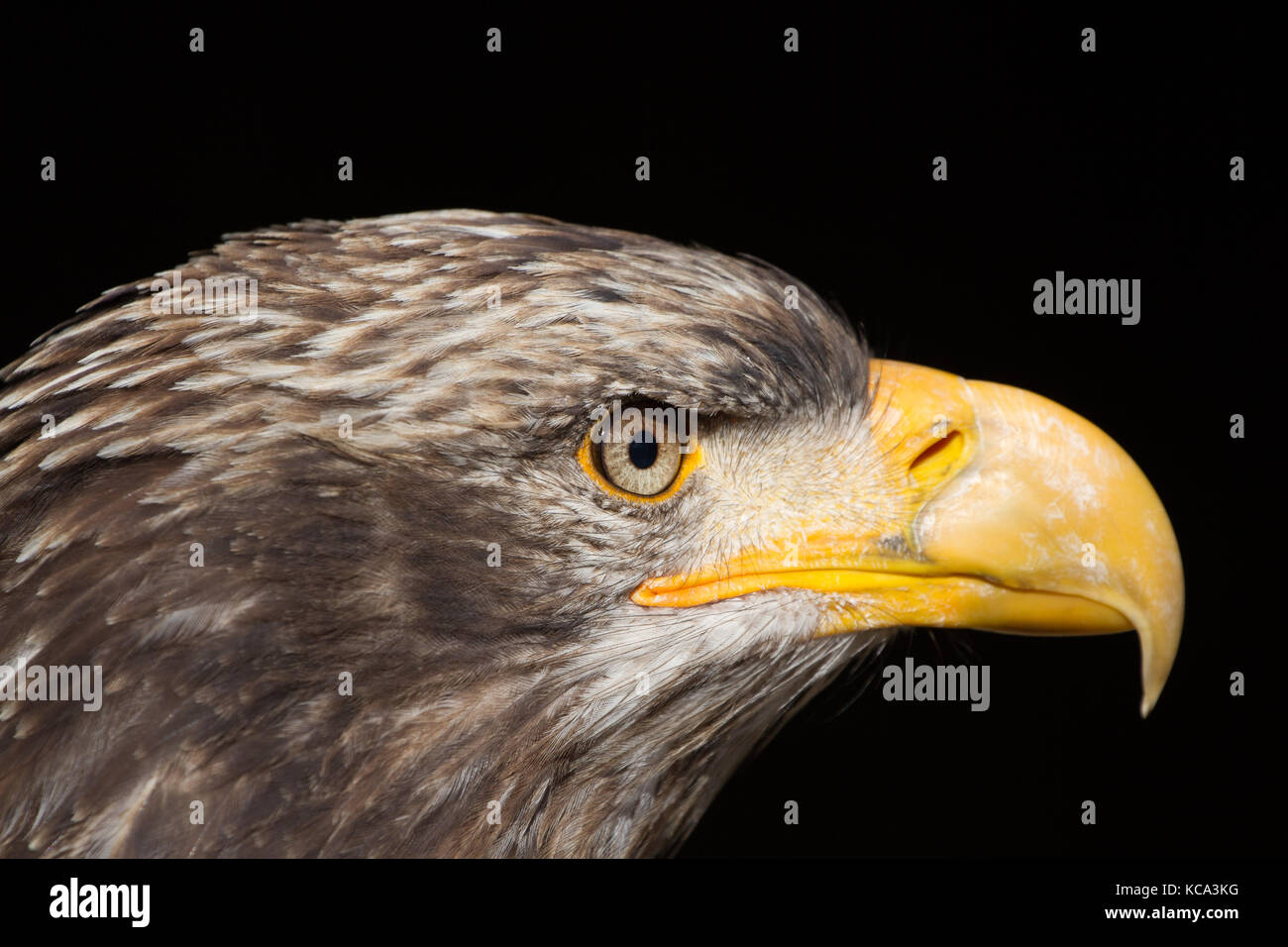 Der Weißkopfseeadler (Haliaeetus leucocephalus) Portrait auch als American Eagle bekannt Stockfoto