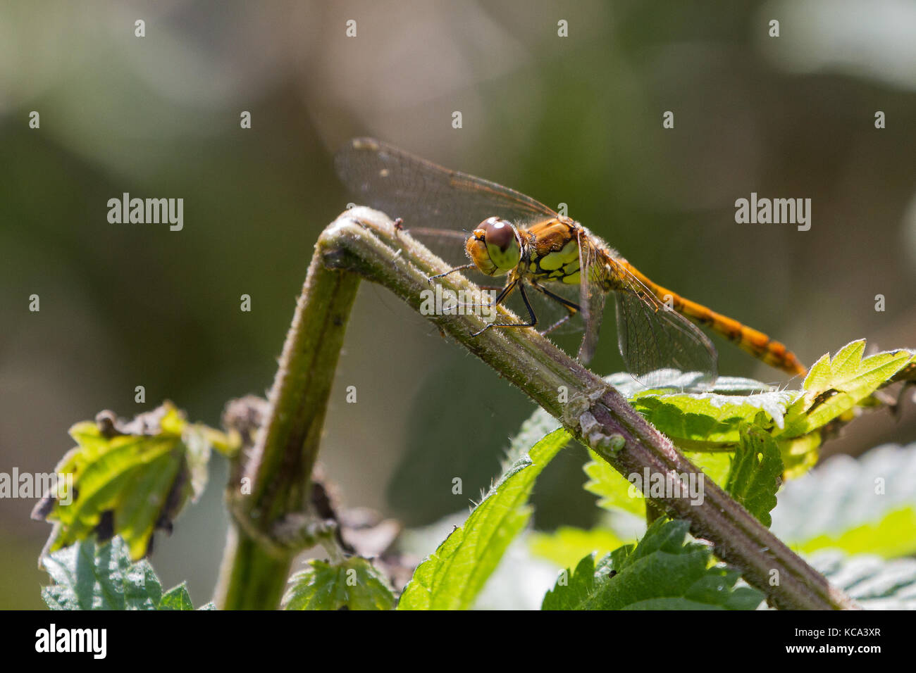 Weibliche Common Darter Dragonfly in britischen Sommer, Coleshill, Oxfordshire, Großbritannien Stockfoto