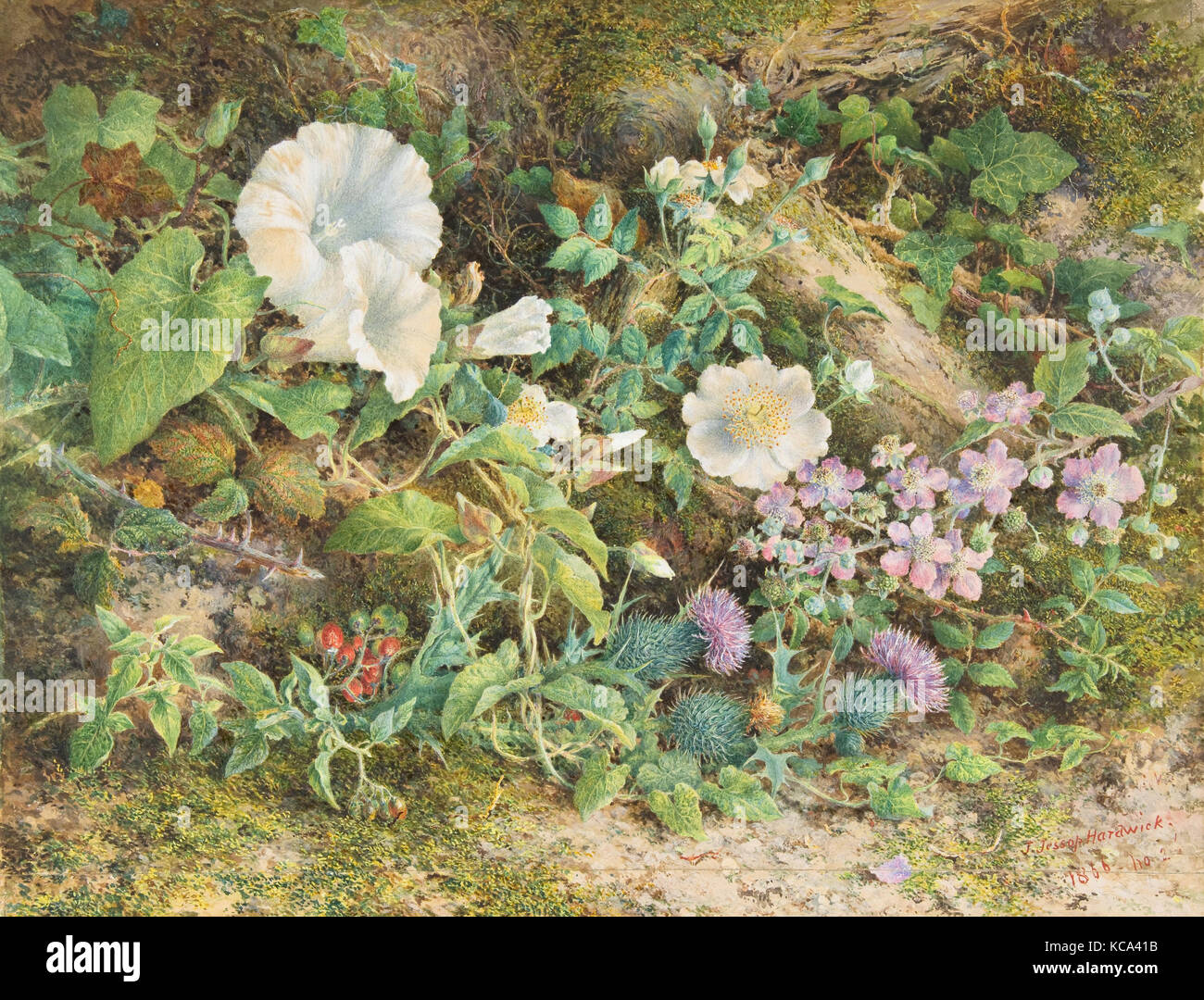 Blume Studie, 1866, Aquarell, Blatt: 11 1/2 x 15 in. (29,2 x 38,1 cm), Zeichnungen, John jessop Hardwick (Briten, London 1831 Stockfoto