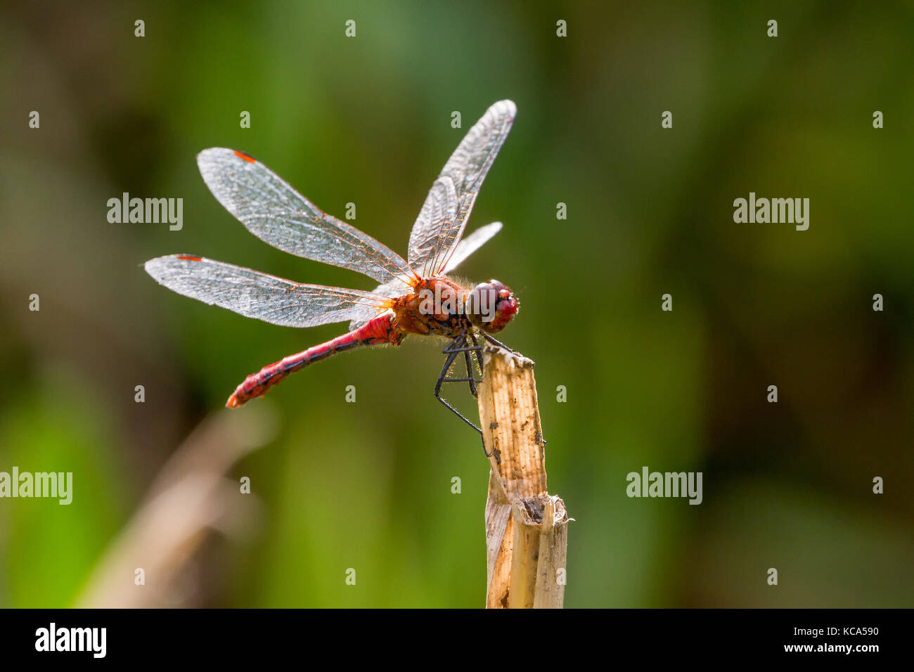 Ruddy Darter Dragonfly thront auf Stiel, Coleshill Park, Wiltshire, Großbritannien Stockfoto