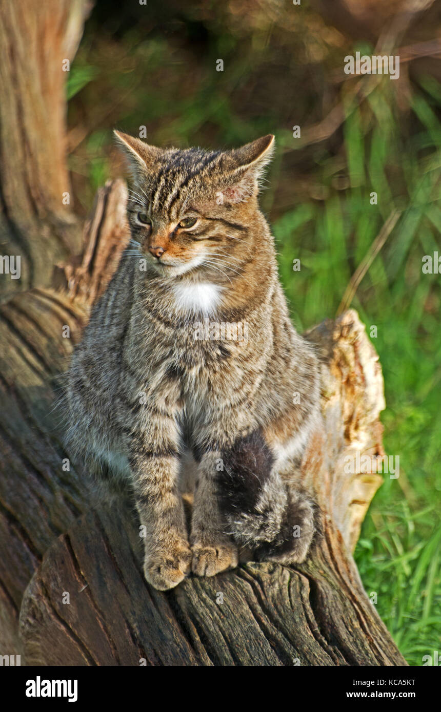 Schottische wild cat Kitten, Felix svlvestris, Schottland, wild lebende Tiere und Pflanzen; Stockfoto