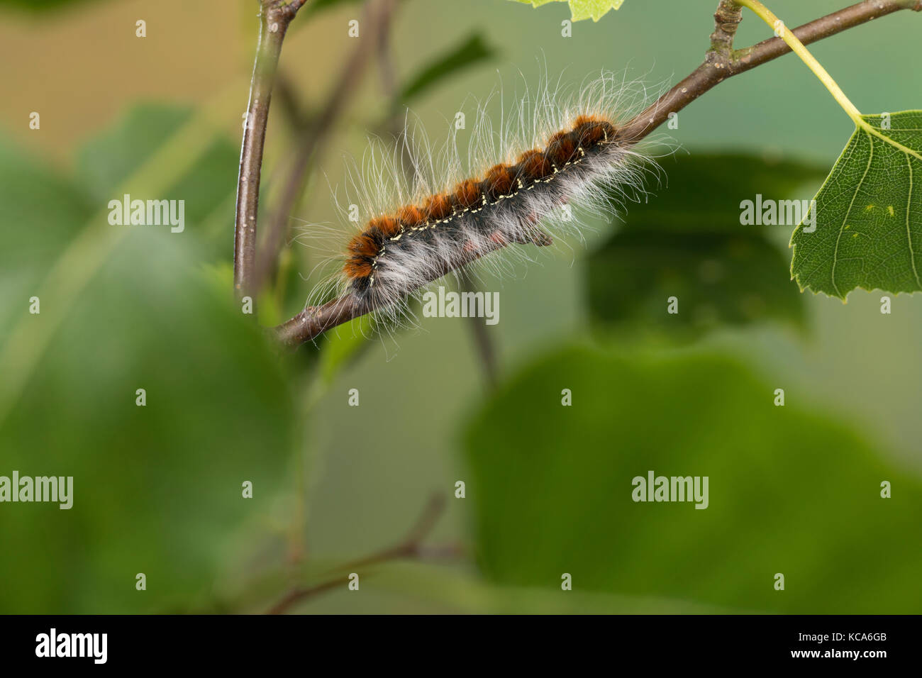 Wollafter, Frühlings-Wollafter, Birkennestspinner, Raupe Frisst an Birke, Raupen, Eriogaster lanestris, Bombyx lanestris, kleiner Eggar, Raupe, ca. Stockfoto