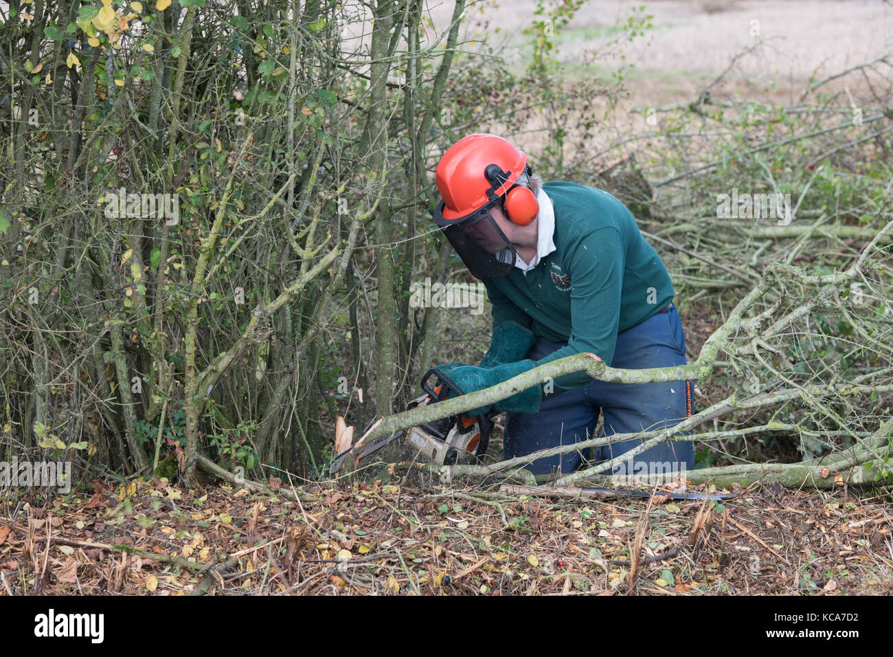Man hedge Festlegung auf eine Landwirtschaft zeigen. Lechlade, Gloucestershire, Cotswolds, Großbritannien Stockfoto
