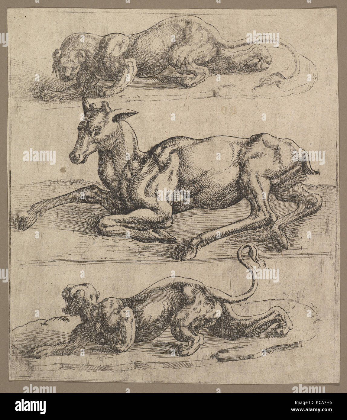 Eine Damhirschkuh und zwei Löwinnen, zurückzuführen auf Jan Cornelisz Vermeyen, Ca. 1540 Stockfoto Eine Damhirschkuh und zwei Löwinnen, zurückzuführen auf Jan Cornelisz Vermeyen, Ca. 1540 Stockfoto