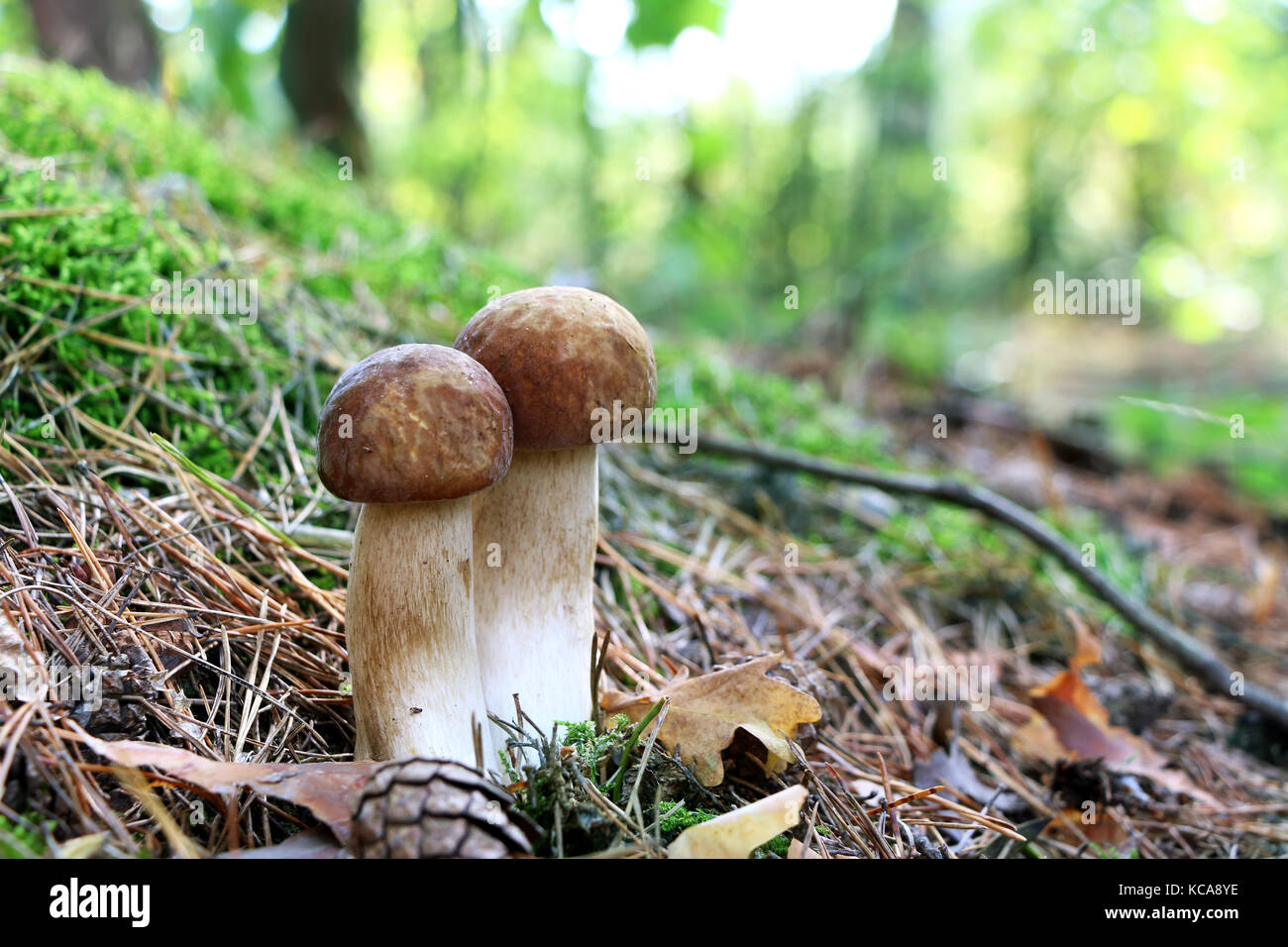 Zwei lange Steinpilze Wachstum in Nadel und Laub Holz. Weiß Pilz Pilz closeup wachsen im