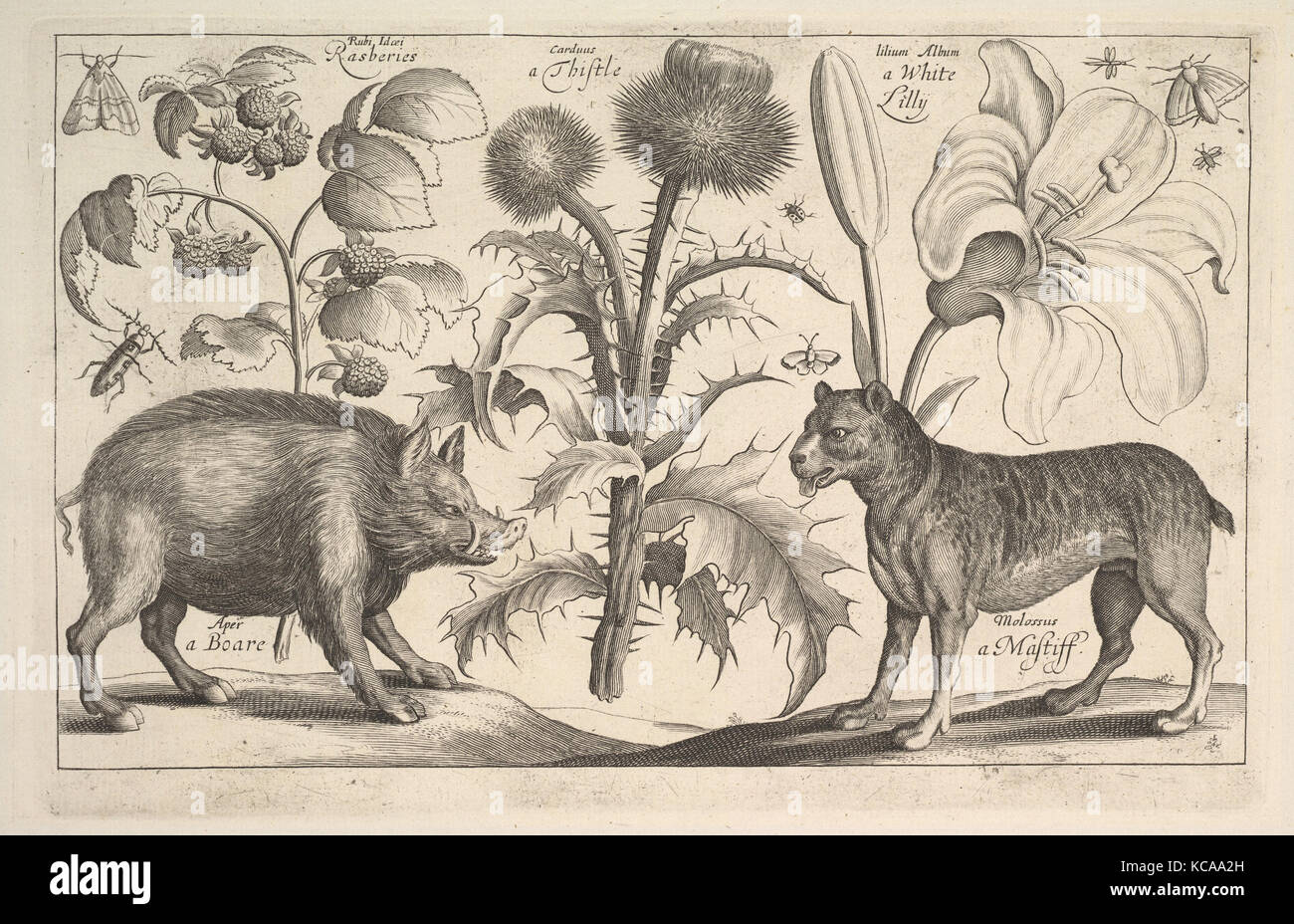 Wildschwein und Mastiff, 1625-77, Ätzen; nur Zustand, Blatt: 9 3/16 x 14 3/4 in. (23,3 x 37,5 cm), Drucke, nach Wenzel Hollar Stockfoto