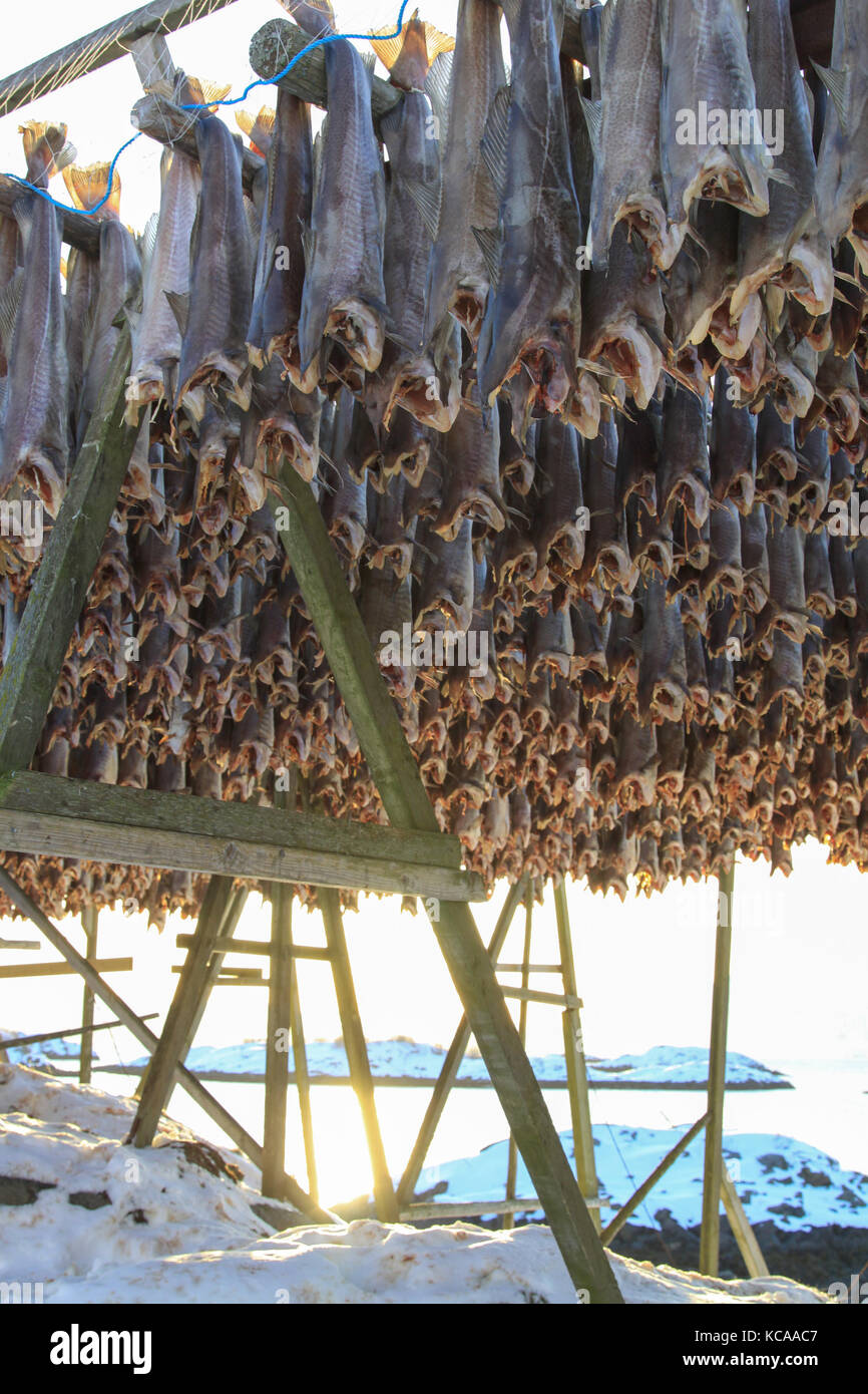 Das Trocknen von Fisch auf den Lofoten Stockfotografie - Alamy