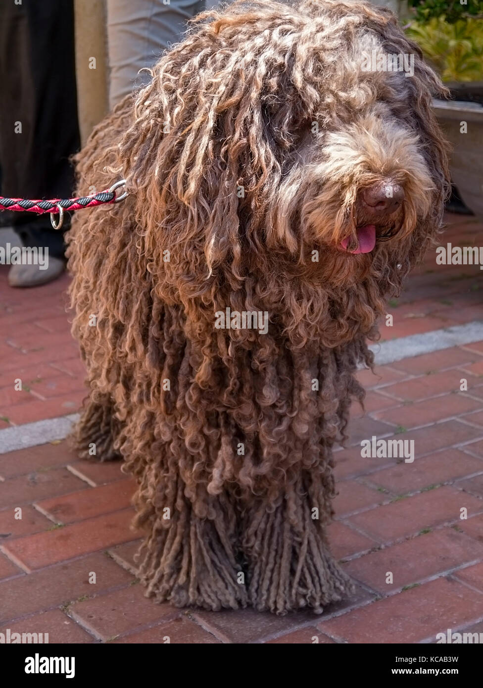 Spanischer Wasserhund Stockfotos Und Bilder Kaufen Alamy