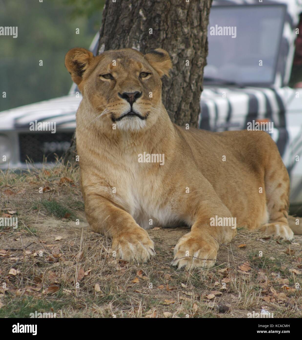 Leonessa (Panthera leo) (3) Stockfoto