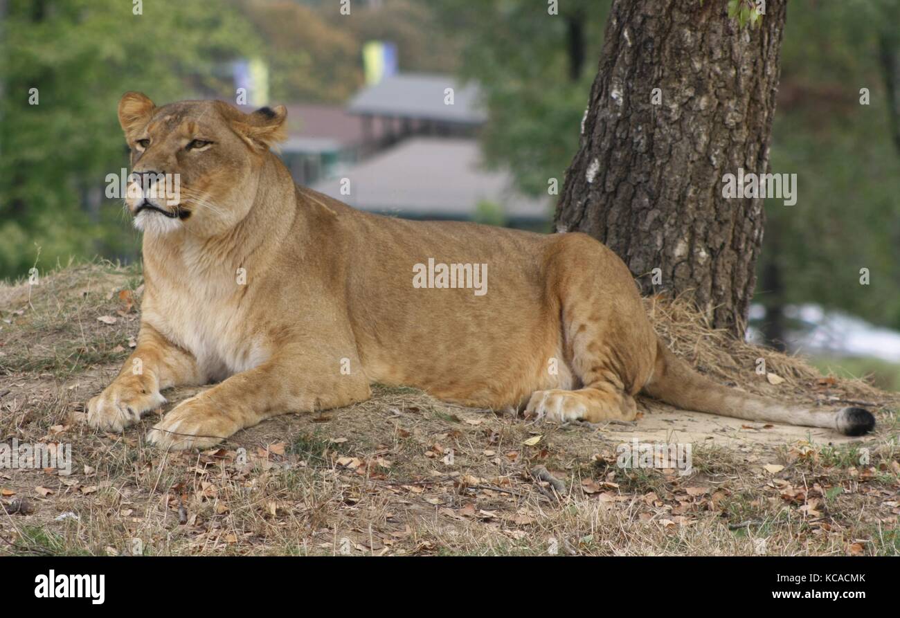 Leonessa (Panthera leo) (4) Stockfoto