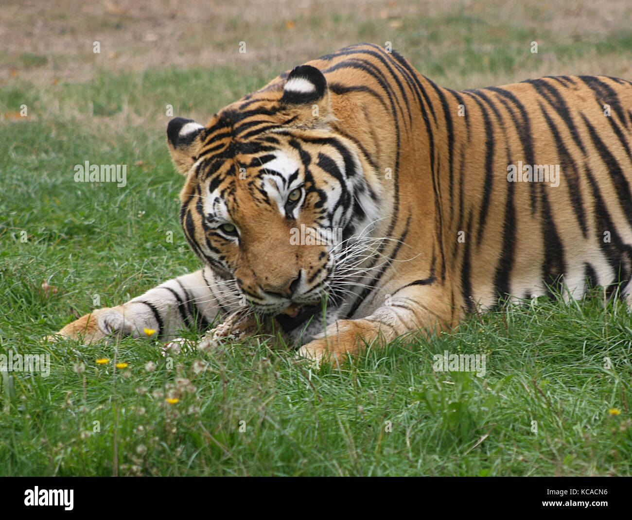 Tiger (Panthera tigris) (3) Stockfoto